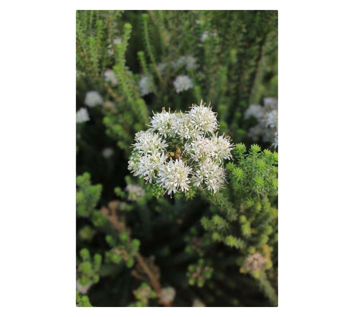 Arnelia Buchu Pot (150mm)