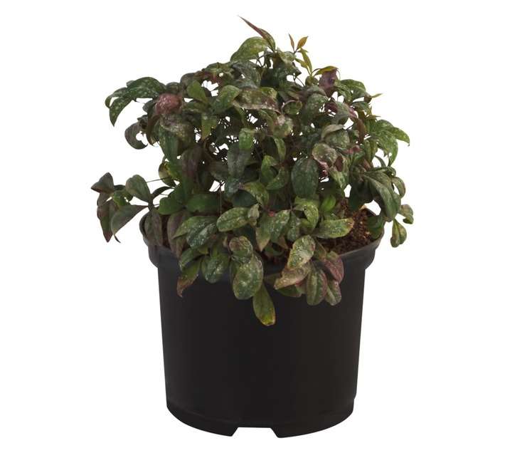 Nandina Dom Pygmaea Pot (170mm)