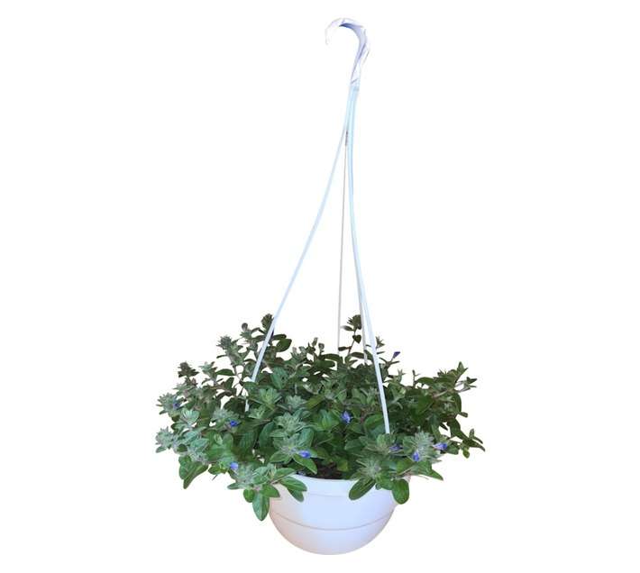 Colorweis Evolvulus Glomeratus H/Basket (200mm)