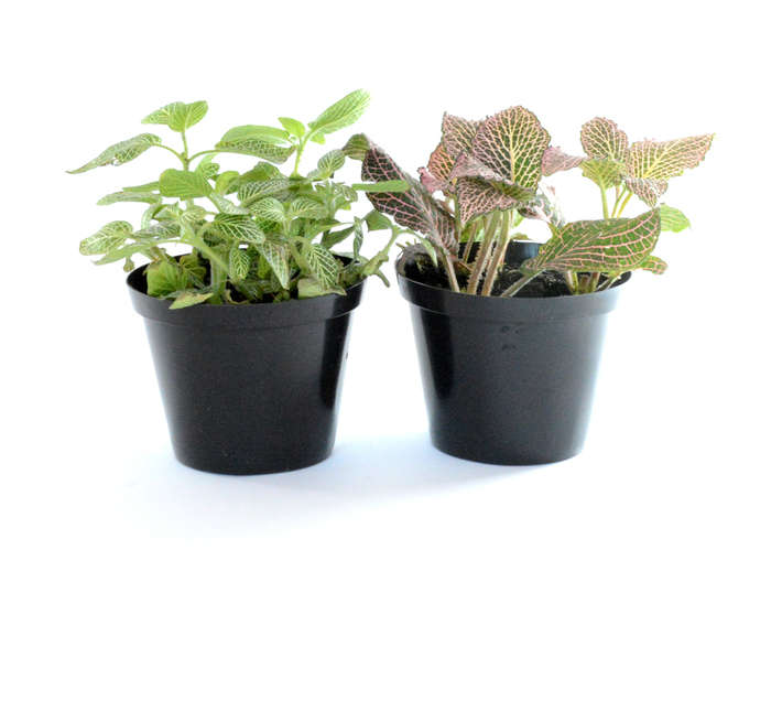 Plantimex FITT12M Fittonia Pot (120mm)