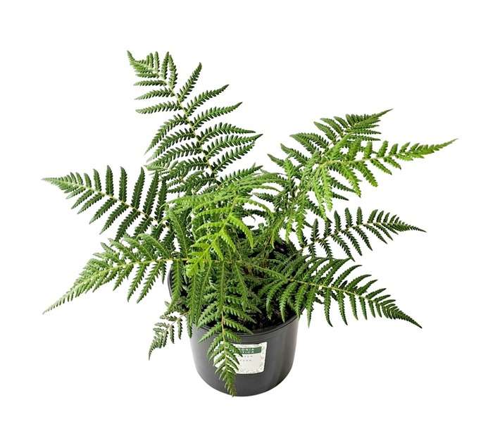 Tuberflora Antartica Dicksonia Potted Plant (170mm)