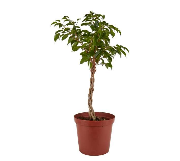 Florex Ficus Benjanin Platted Plant (250mm)
