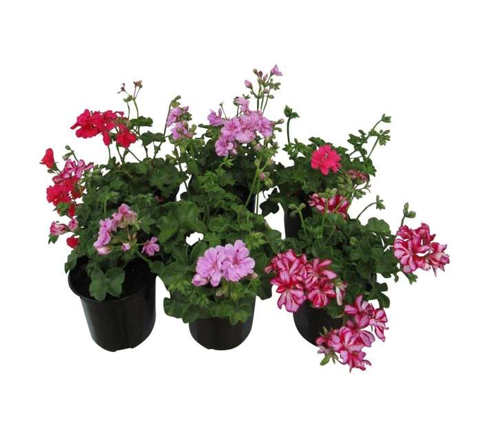 Pelargonium Tacari Pbr (15cm Pot)