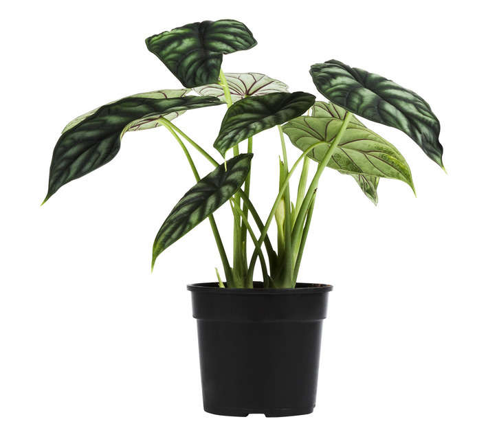LVG Alocasia Dragon Scale (140mm)