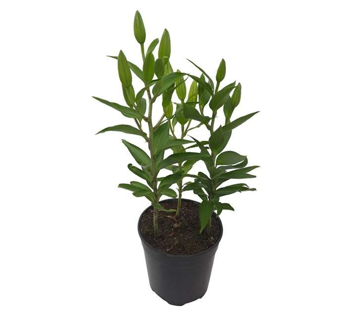 Tuberflora Lilium Oriental Bulb (190mm)
