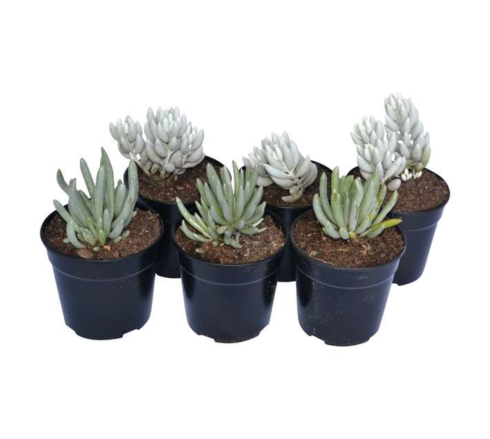SB Senecio Potted Plant (120mm)