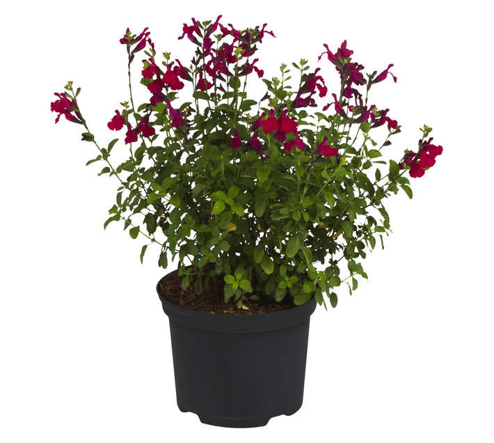 Salvia Puebla Greg Carmine PBR Pot (170mm)