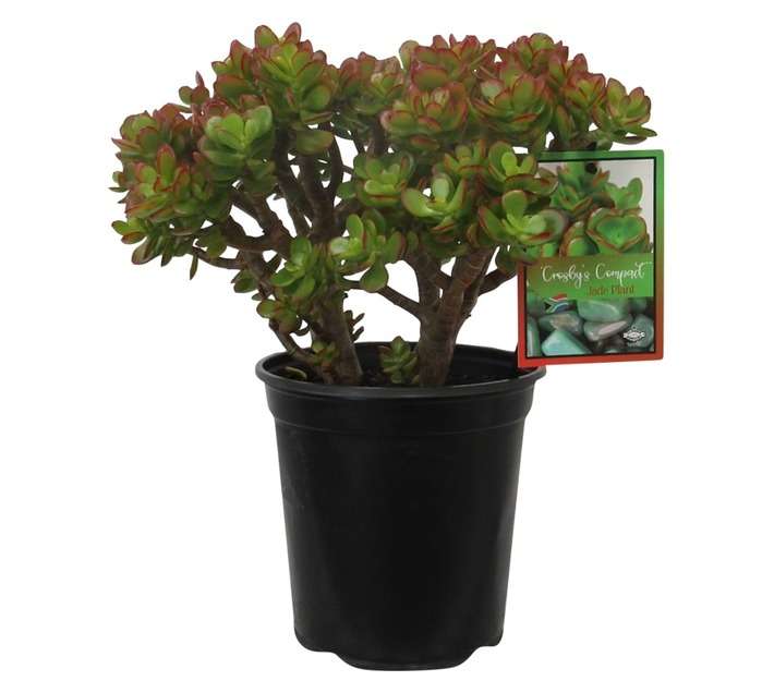 Crassula Assorted (20cm Pot)