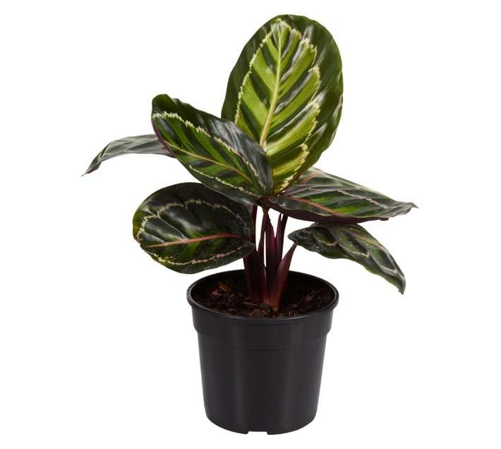 Plantimex Calathea Pot (140mm)