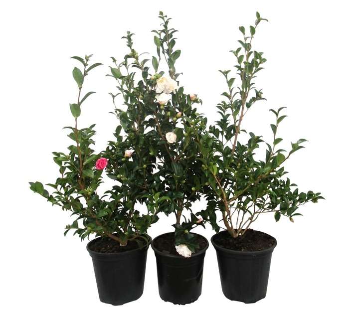 Camellia Sasanqua Assorted (20cm Pot)