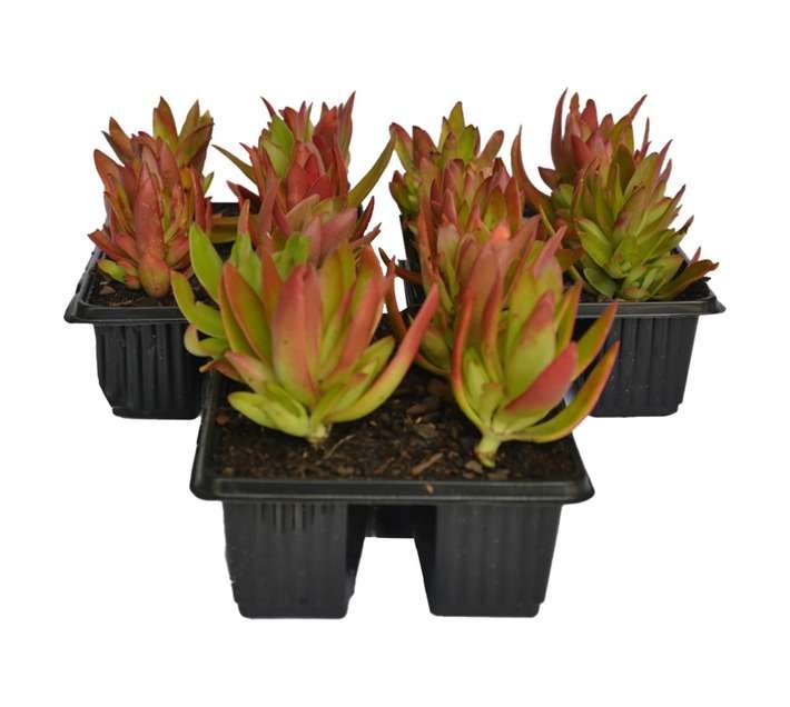 Swashbuckle 6 x Crassula Mix