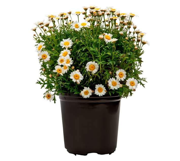 Colorweis Argyranthemum Madeira Pot - White (150 x 150 x 300mm)