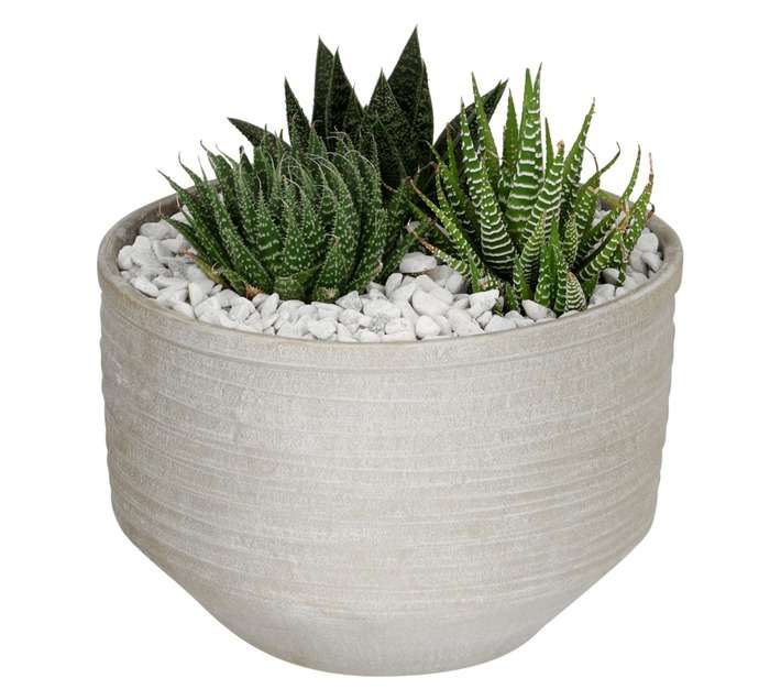 Succulent in Cement Bowl (230mm)