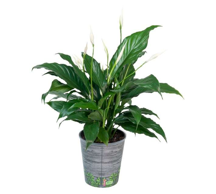 Plantimex SPAT14FS Spathiphyllum Cover Pot (140mm)
