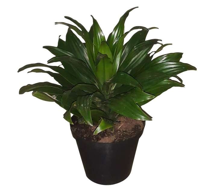 Airely Farms Dracaena Compacta Potted Plant (150mm)