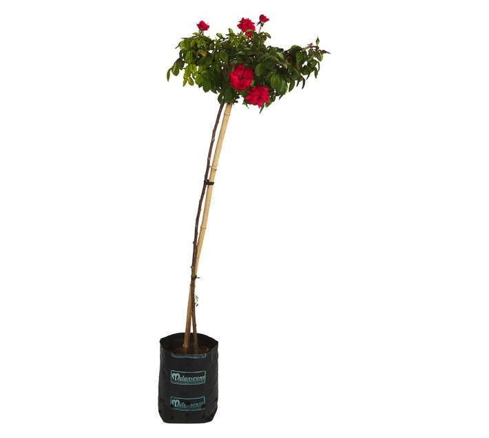 Malanseuns Rose Satchmo Potted Plant (190mm)