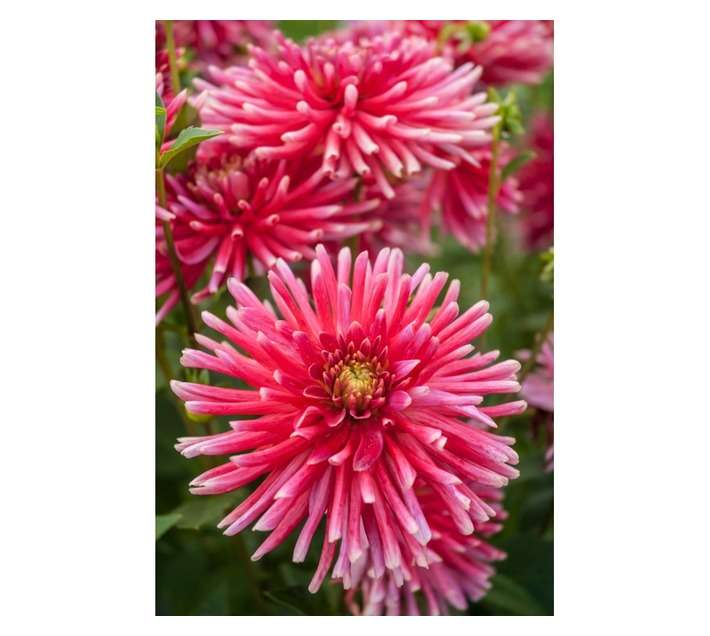 Hadeco Good Earth Dahlia Cactus Bulb - Purple