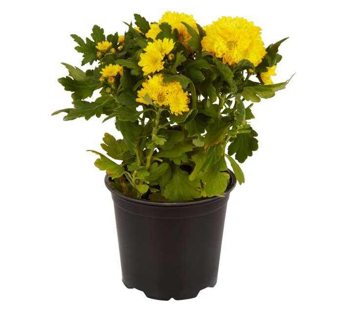 Plantimex Chrysanthemum Pot - Assorted (140mm)