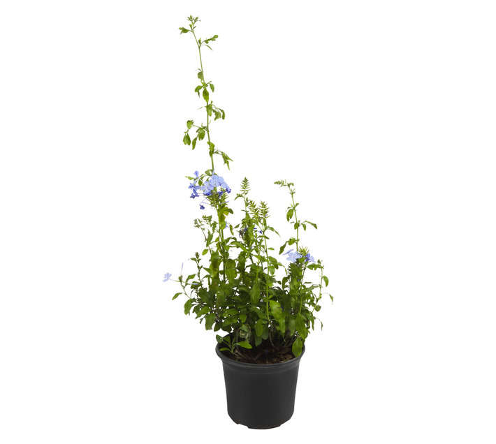 Cover Itt Indigenous Ground Cover (180mm)