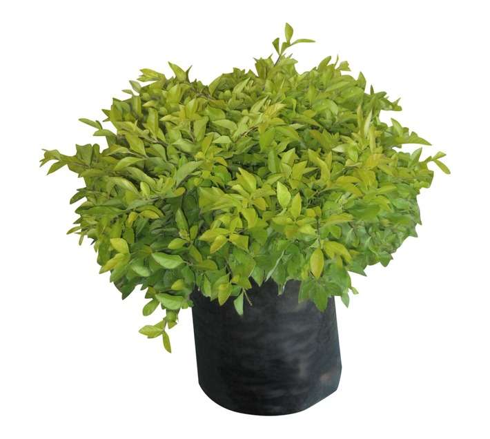 Colorweis Gold Duranta Bag (10L)