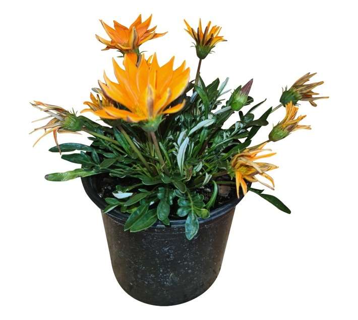 Colorweis Gazania New Day Pot - Orange (150 x 150 x 300mm)