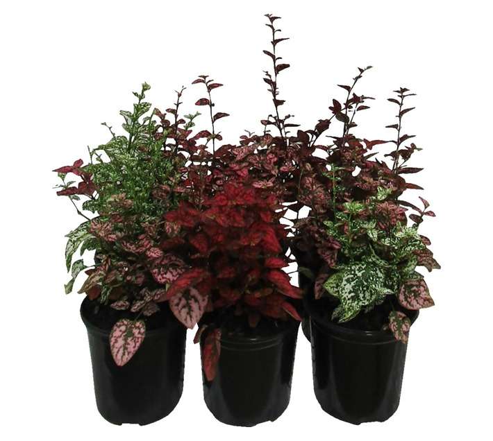 Hypoestes Confetti Compact Mi (15cm Pot)
