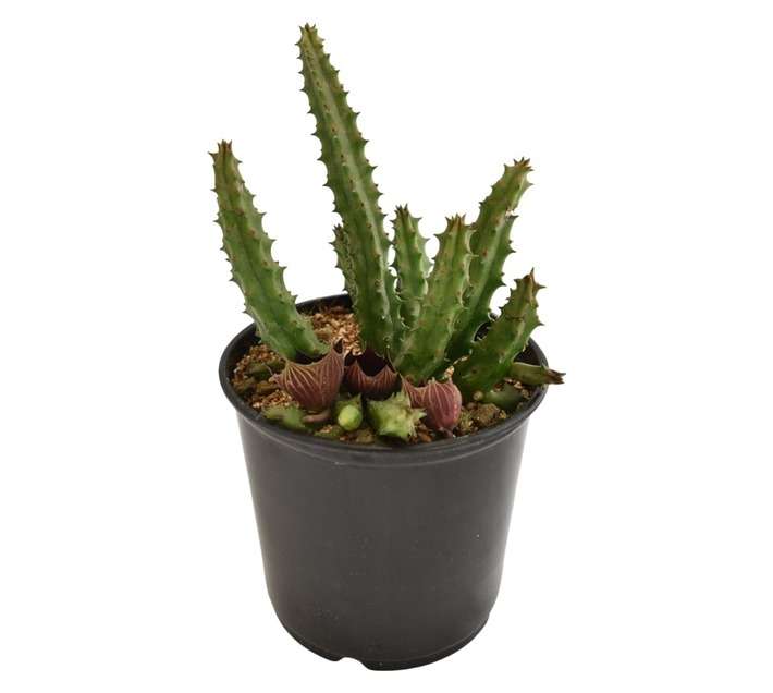 Plantimex Water Smart Cactus Pot (100mm)