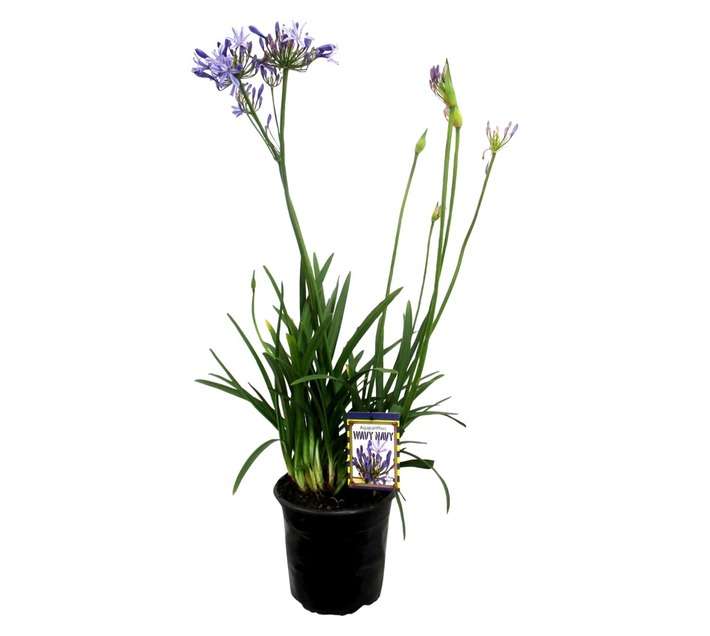 Agapanthus Wavy Navy (23cm Pot)