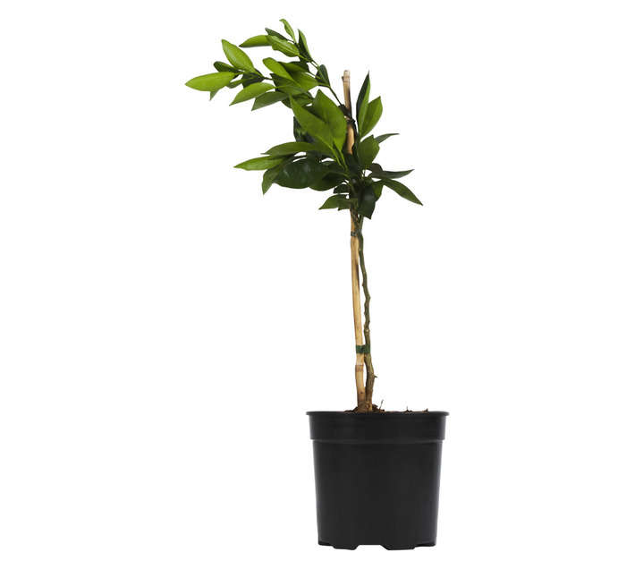 Plantimex Citrus Orange Potted Plant (190mm)