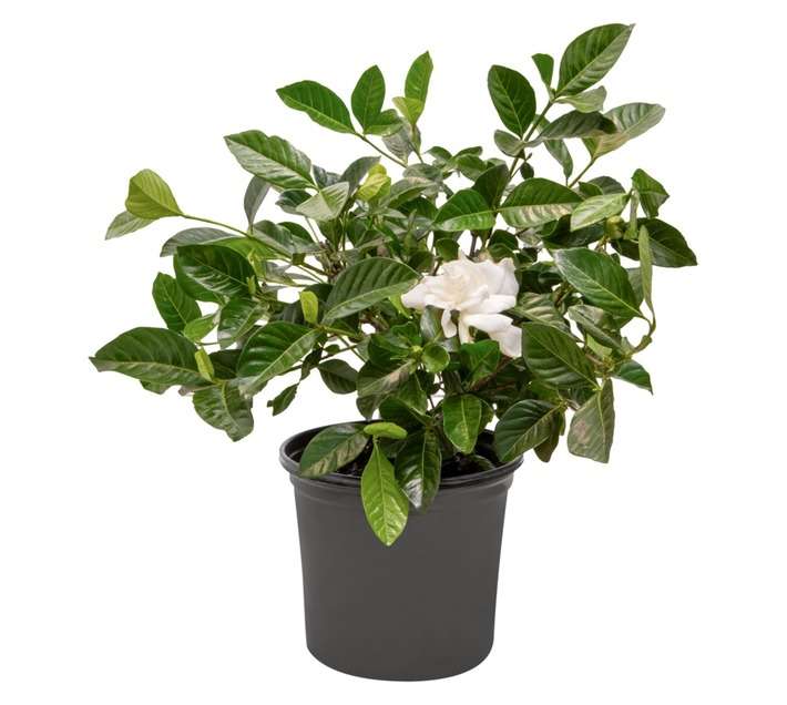 Colorweis Gardenia Pot (170mm)