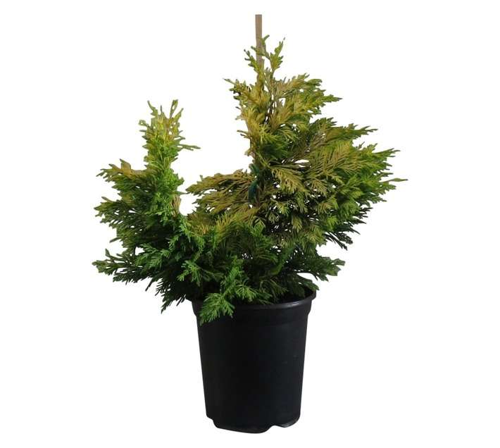 Cupressocyparis Leylandii Gold Rider (20cm)