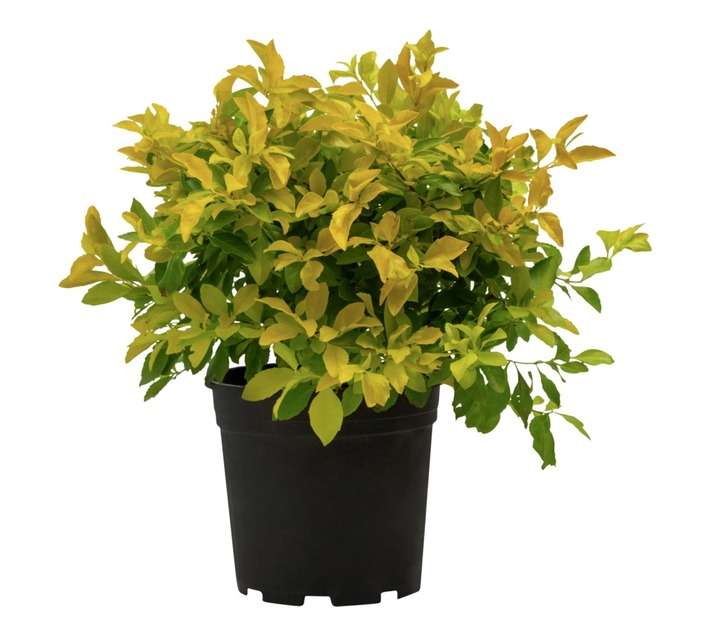 Colorweis Duranta Gold Pot (170mm)