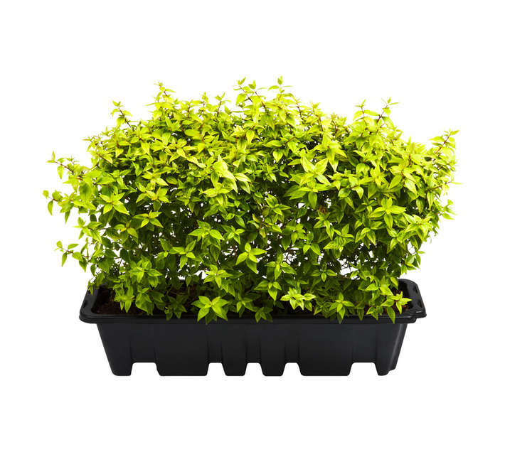 Malanseuns Abelia Lemon and Lime Hedge Potted Plant (10L)