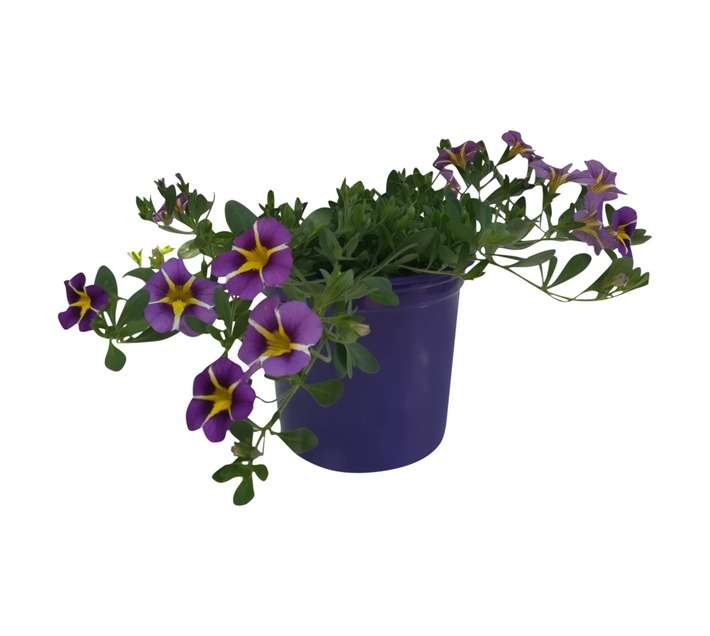 Simply Beautiful Range Pot (140mm)