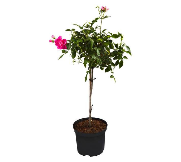 Malanseuns Rose Mysterious Simplicity Potted Plant (190mm)