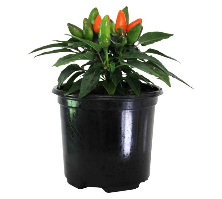 Andy Titterton Chilli Ornamental Potted Plant (120mm)