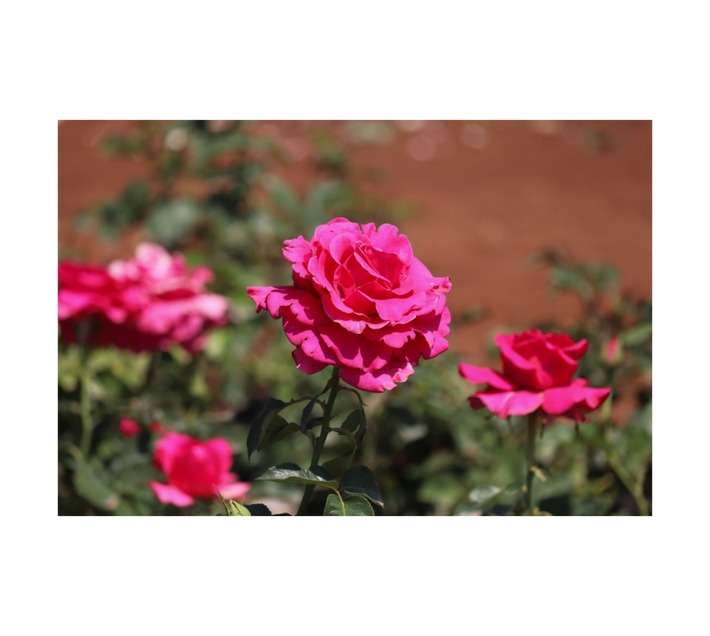 Glam Guru Hannon Rose (190mm)