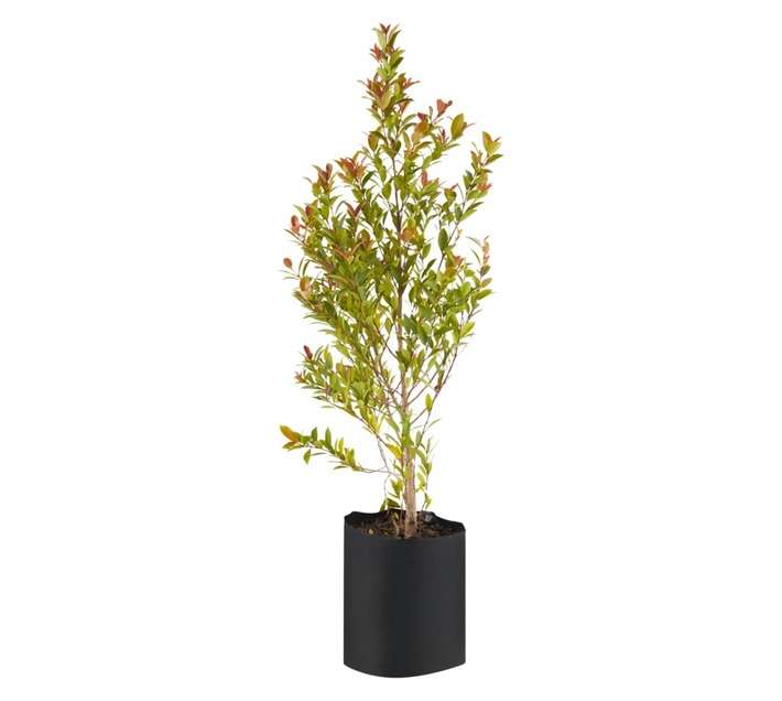 Syzygium Paniculatum Potted Plant (10kg)