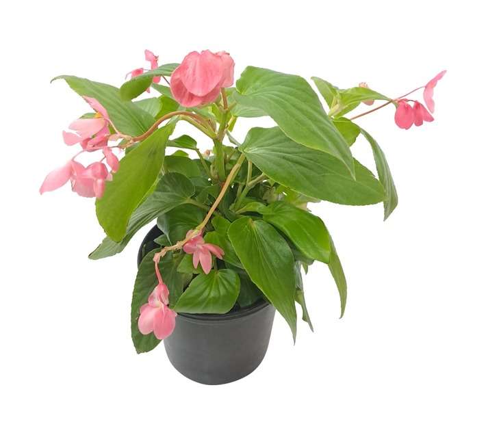 Tuberflora Begonia Hybrid Dragon Wing Plant (170mm)