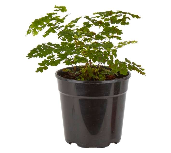 Plantimex PELA18M Adiantum Maidenhair Pot (120mm)