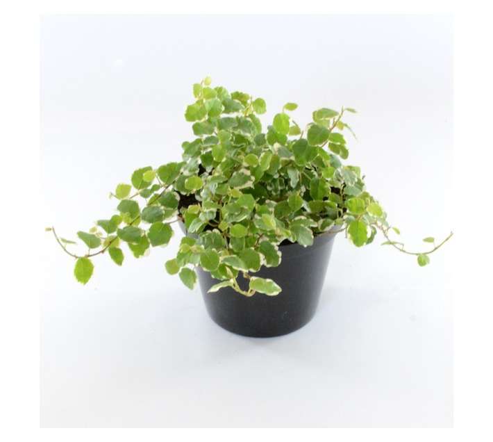 Plantimex Ficus Pumila Pot (120mm)