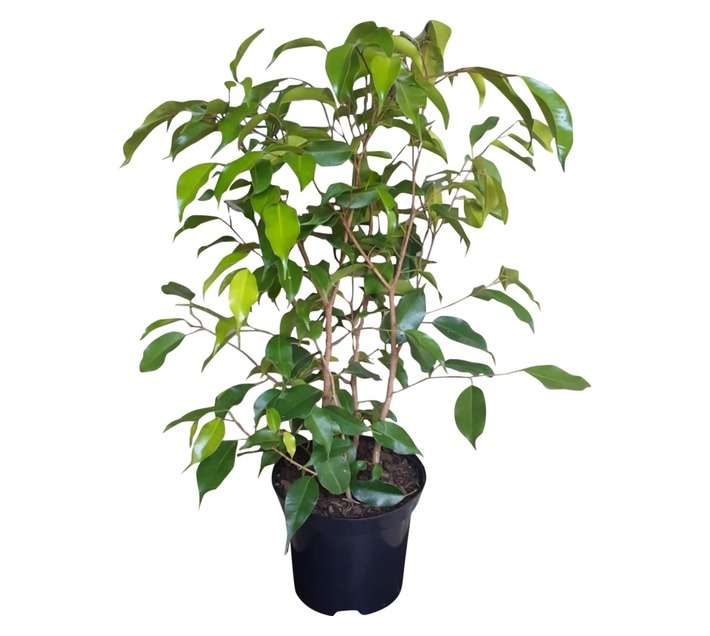 Airely Farms Assorted Ficus Bushy Potted Plant (175mm)