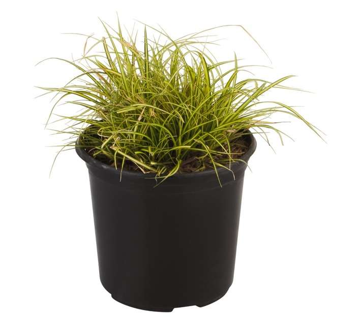 Carex Oshimensis Eversheen PBR Pot (150mm)