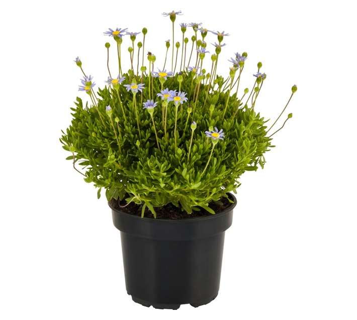 San Michell 17909 Felicia Potted Plant - Assorted (140mm)