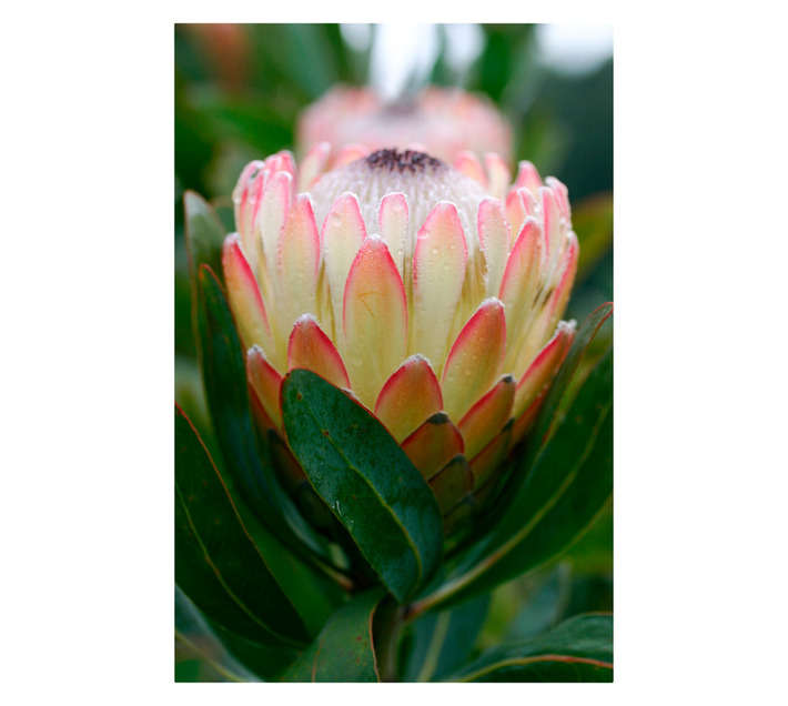 ARNELIA PROTEA 16CM POT ASS