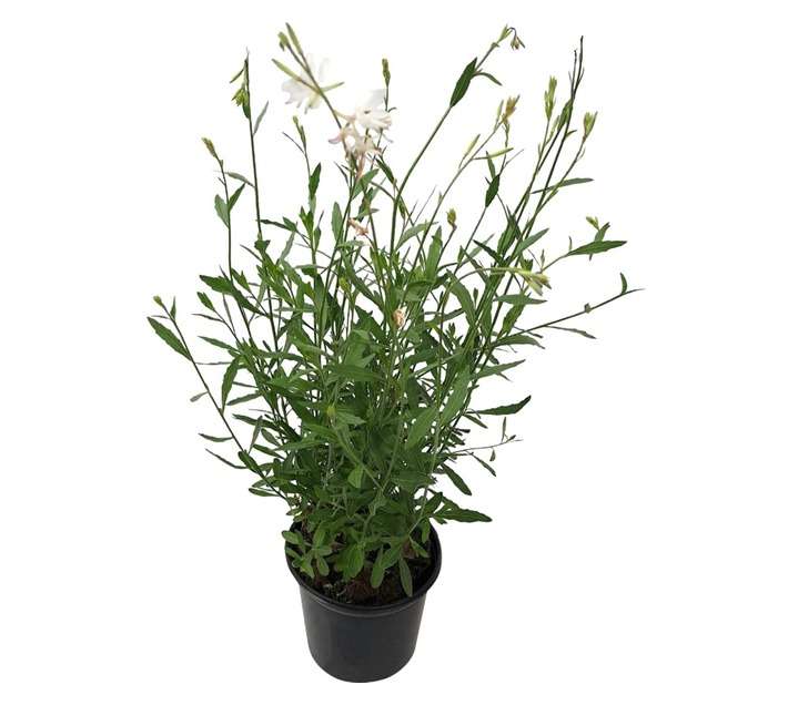 Tuberflora Gaura Plant (150mm)