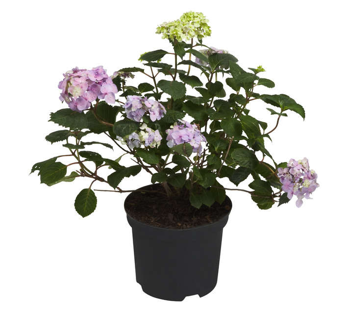 Malanseuns Hydrangea Endless Summer Pink Potted Plant (190mm)