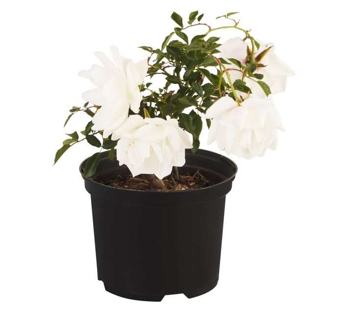 Malanseuns Iceberg Bush Rose Potted Plants - Red (170mm)