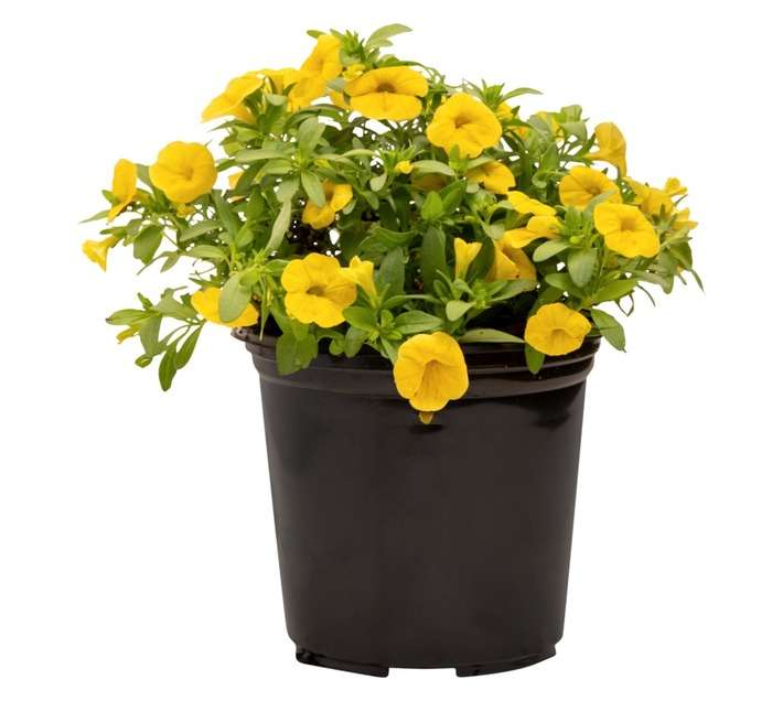 Colorweis Calibrachoa Pot (170mm)
