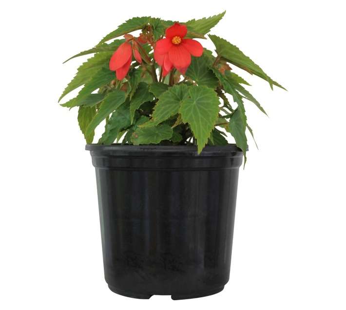Andy Titterton Begonia Bossa Nova Potted Plant (170mm)